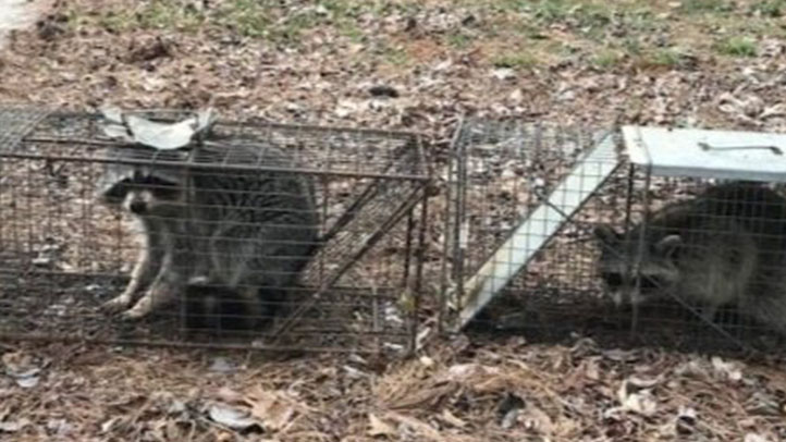 Wildlife Trapping